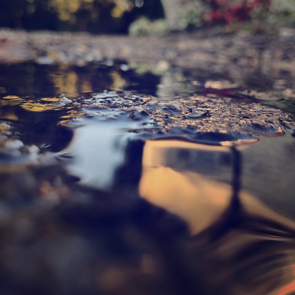 Meet your Posher, Eden - Picture 1 of 1